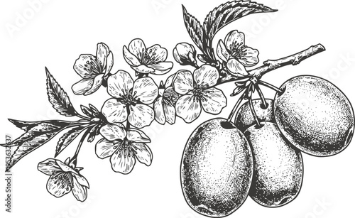 Hand drawn branch of olive tree with flowers and ripe fruits detailed botanical illustration