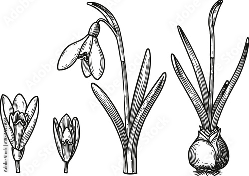hand drawn botanical illustration of snowdrop flowers and bulbs detailed sketch