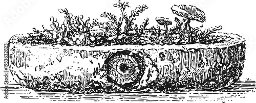 Vintage botanical illustration of moss and mushrooms growing on a tree stump with detailed textures