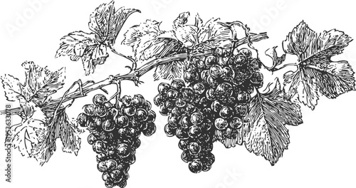 Vintage botanical illustration of grapevine branch with clusters of grapes and detailed leaves