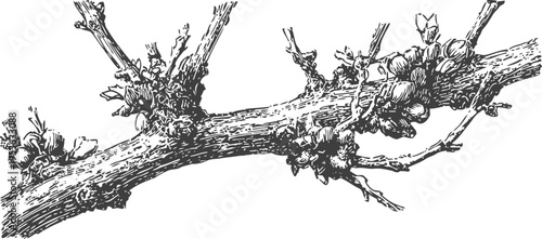 gnarled tree branch with dense textured knotted growths and budding leaves illustration