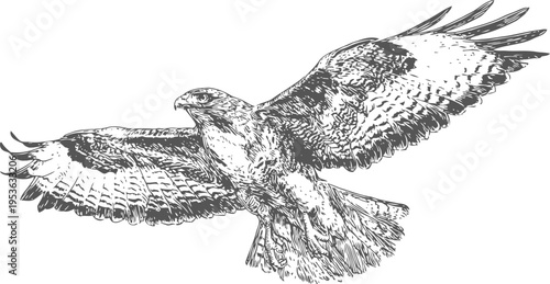 Detailed black and white illustration of a bird of prey soaring with wings spread wide