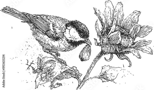 Black and white vintage illustration of a small bird perched on a flower branch holding a nut in its beak