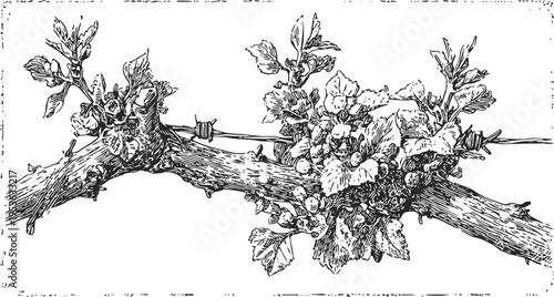 Vintage grapevine branch with leaves and grapes illustration, black ink botanical drawing