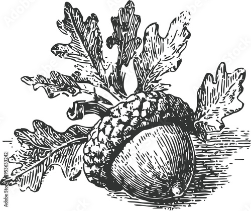 Detailed black and white illustration of an acorn with oak leaves, oak tree nut and foliage drawing