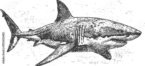 Detailed black and white illustration of a great white shark swimming in the ocean