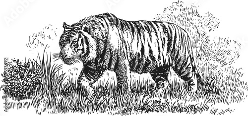 Black and white illustration of a tiger walking through tall grass in a natural habitat