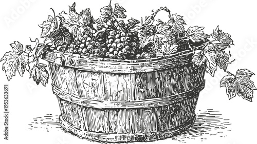 Vintage wooden basket filled with ripe grapes and grapevine leaves, hand drawn engraving illustration