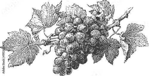 Vintage grapevine illustration with cluster of grapes and grape leaves detailed botanical drawing