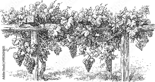 Vintage grapevine illustration with bunches of grapes hanging from wooden trellis in vineyard