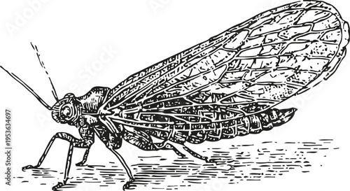 Detailed black and white illustration of a lacewing insect with transparent wings and long antennae