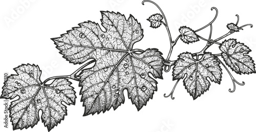 Detailed grapevine leaves and tendrils drawing botanical illustration of vine foliage in black and white line art