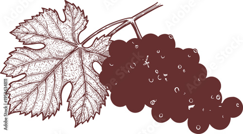 Illustration of a grape bunch with a detailed grapevine leaf in vintage engraving