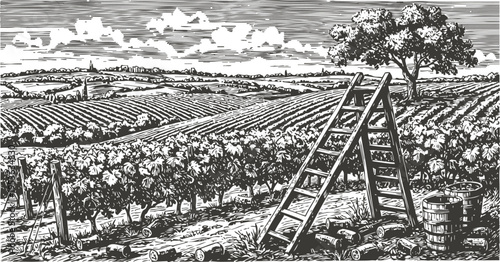 Vineyard landscape with rows of grapevines, wooden ladder and barrels in countryside field