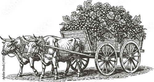 Oxen pulling wooden cart full of harvested grapes vintage engraving illustration