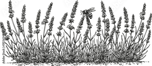 Lavender plants with blooming flowers and a bee pollinating in natural garden setting