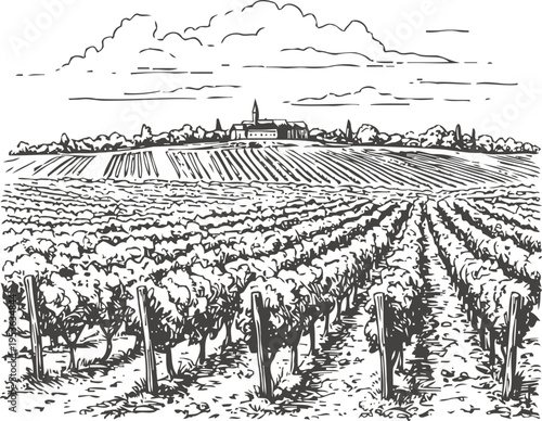 Vineyard landscape with rows of grapevines growing on fertile soil under cloudy sky