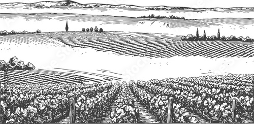 black and white vineyard landscape illustration rows of grapevines in rural countryside with hills and trees