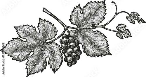 Grapevine branch with detailed leaves and ripe grape cluster vintage botanical illustration