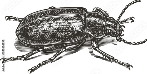 detailed black and white illustration of a beetle with segmented body and antennae