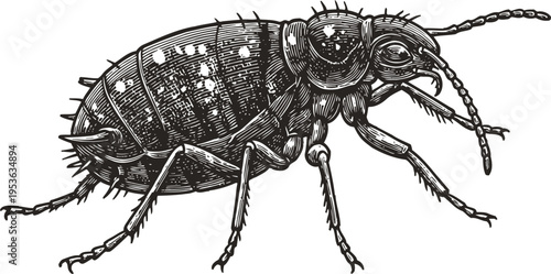 Detailed black and white drawing of a flea insect with segmented body and long legs