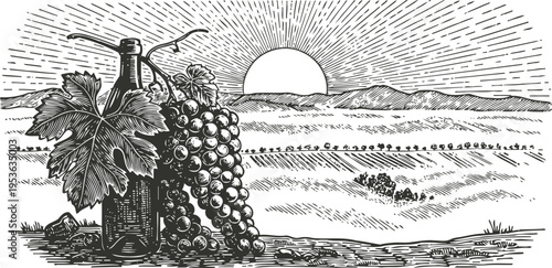 Vintage vineyard landscape with grape cluster and wine bottle, sunset over rolling hills illustration