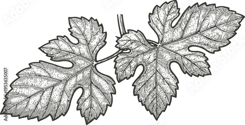 Detailed vintage illustration of grapevine leaves with textured veins and serrated edges