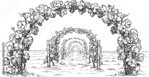 Vineyard arches with grapevines climbing wooden supports in agricultural landscape illustration