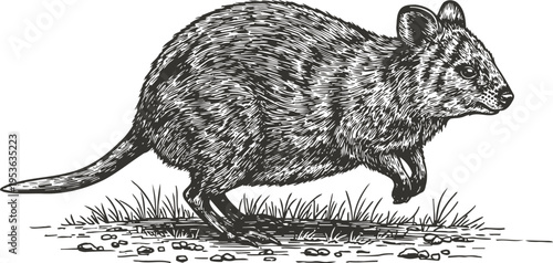 Quokka detailed black and white illustration, small marsupial with rounded ears standing on ground
