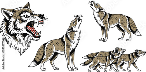 Hand Drawn Wolf Illustration Set, Howling Running Pack and Aggressive Head Wildlife Animal Detailed Vector Design