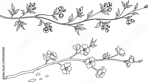 Botanical illustration of two flowering branches