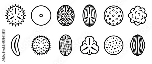 Twelve distinct black outline pollen grain illustrations showcasing diverse shapes and intricate surface textures in a scientific, illustrative style