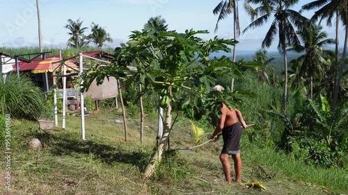 old man raking the cut grass around the papaya tree
