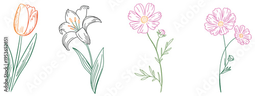 A simple line of four different flowers in orange pink and white colors line flowers orange tulip
