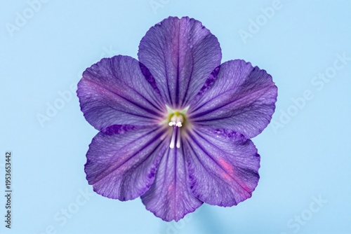 A purple flower floating in a pool of water._00001_