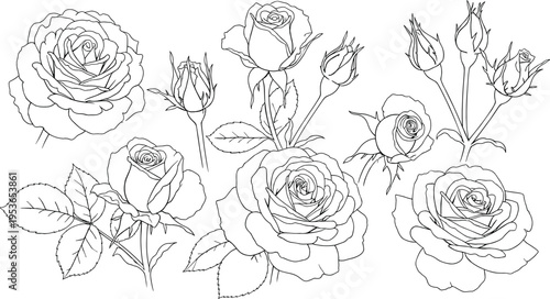 Rose flower line art collection, botanical floral outline set, blooming roses and buds illustration, elegant nature design, black white vector drawing