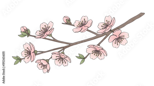 A delicate branch with pink flowers blooms in spring outdoors