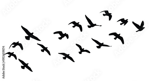 A flock of birds in flight against a plain white background