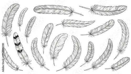 Set of many detailed hand drawn bird feathers in various sizes, shapes, and patterns isolated on a white background.