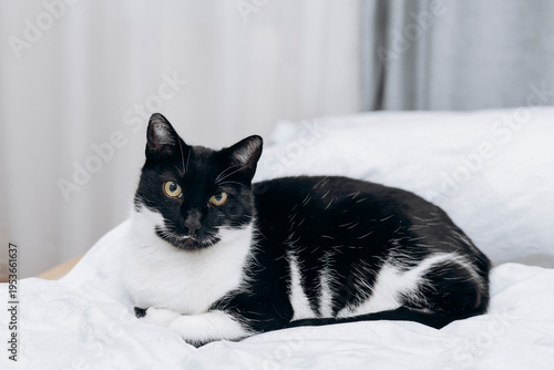 Cute cat lying on the bed in cozy bedroom