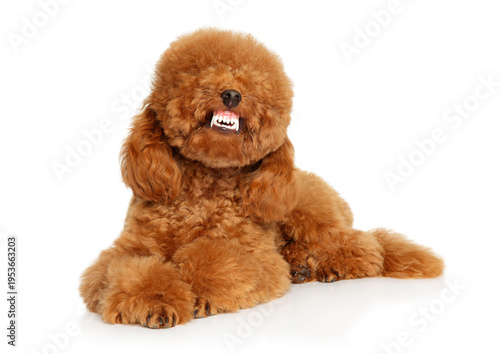 Red toy poodle lies on a white surface showing teeth