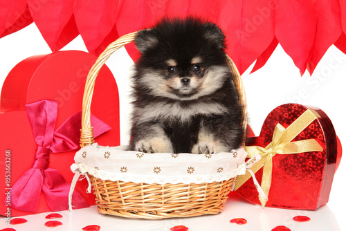 Pomeranian puppy sits in basket surrounded by red hearts