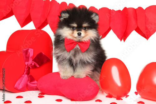 Pomeranian puppy wearing bowtie sits among red heart shapes