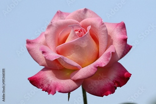 A single pink and white flower against a blue sky._00001_