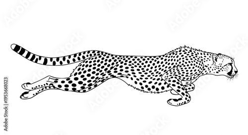 Running cheetah vector isolated, wild spotted cat sprinting for wildlife and nature projects