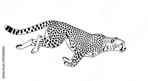 Running cheetah vector isolated, wild spotted cat sprinting for wildlife and nature projects