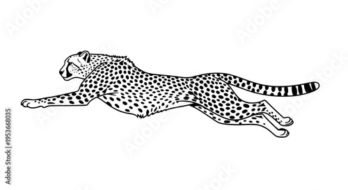 Running cheetah vector isolated, wild spotted cat sprinting for wildlife and nature projects