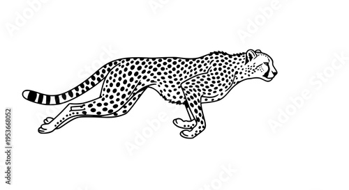 Running cheetah vector isolated, wild spotted cat sprinting for wildlife and nature projects