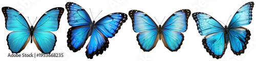 Photos Exquisite blue Morpho butterflies captured with their vibrant iridescent wings open and closed