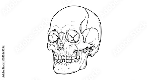 Detailed Human Skull Line Art Illustration. Anatomical Drawing of Skeletal Head for Biology, Medical, and Mortality Concepts.